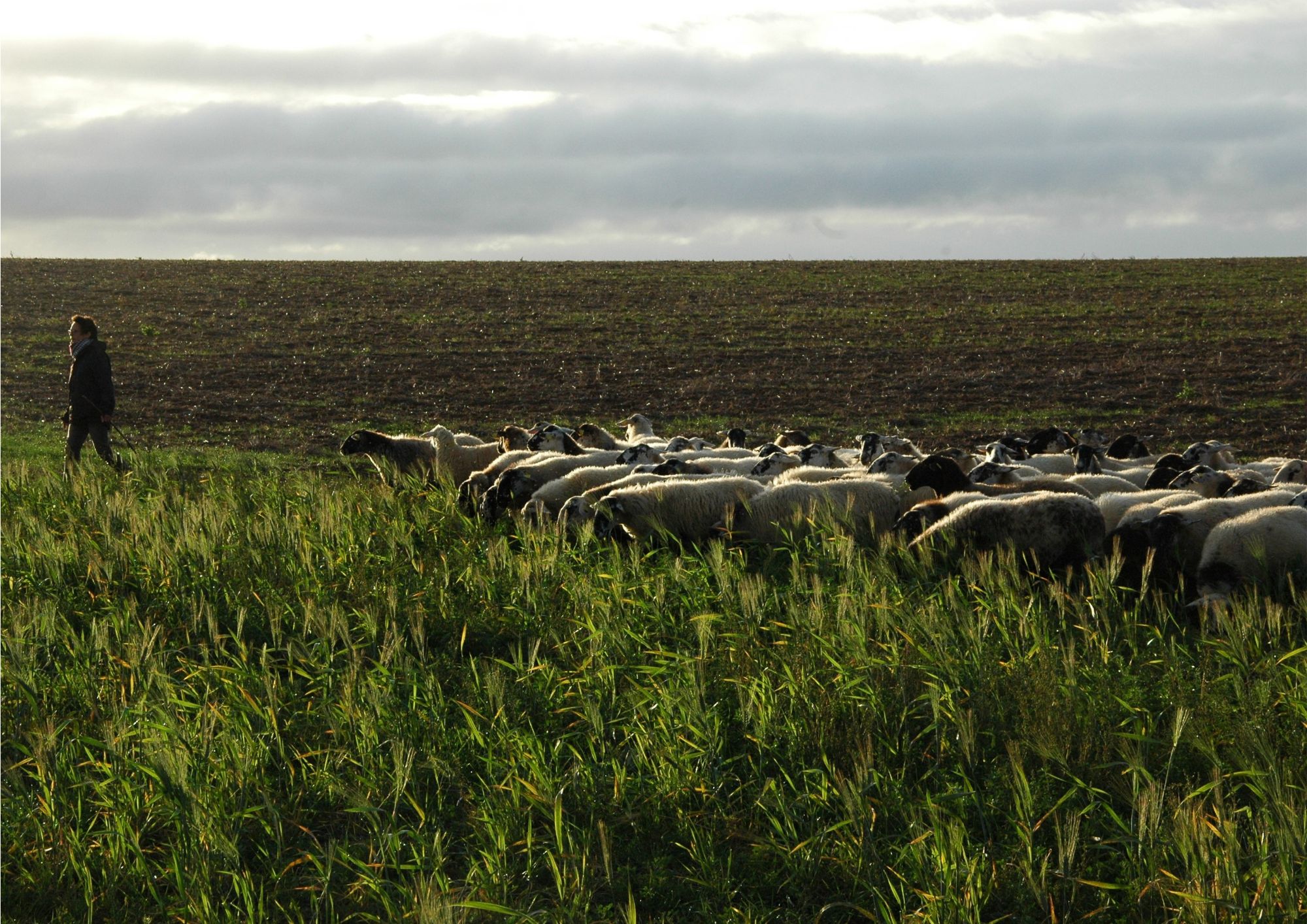Les moutons en Beauce