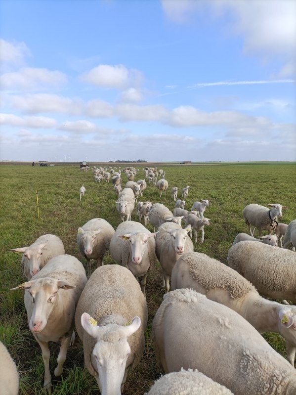 Moutons en Beauce