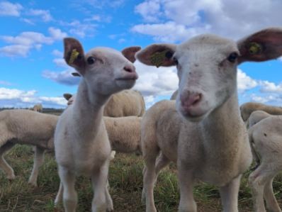 Les agneaux de Lucie