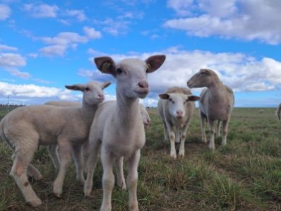 Les agneaux de Lucie