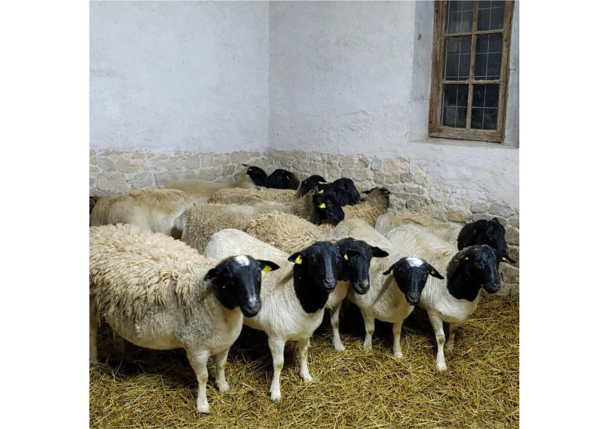 Les moutons de Morgan
