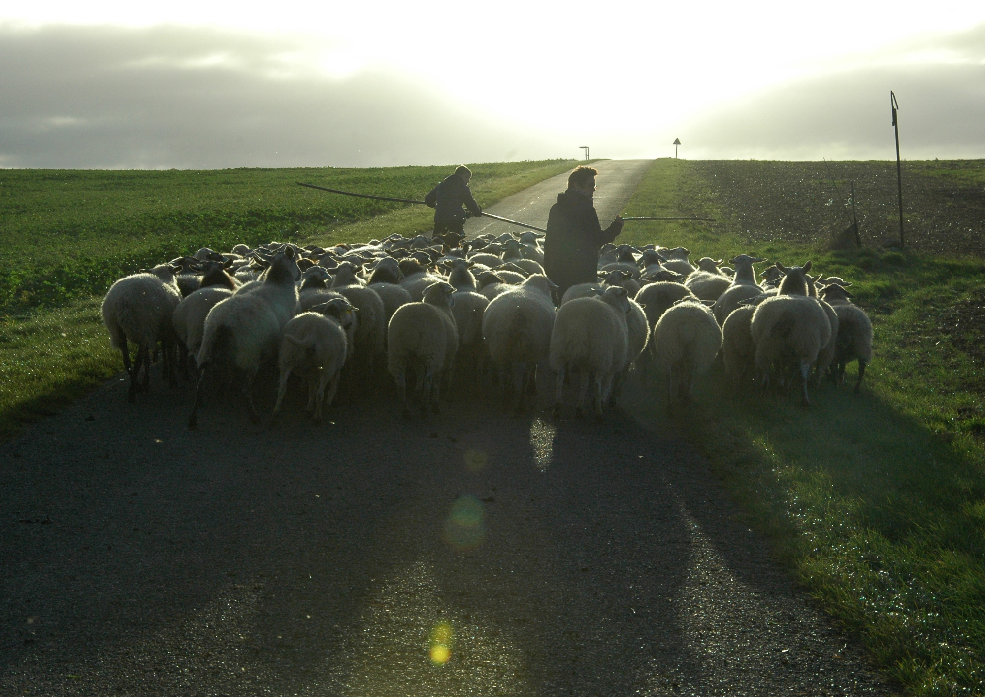 Le troupeau d'Alexandra en transhumance